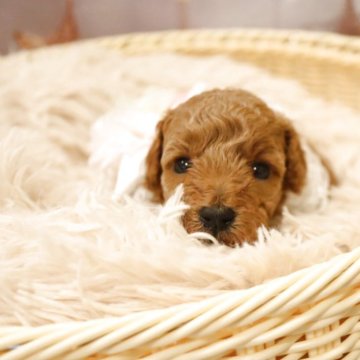 トイプードル(タイニー)【福井県・女の子・2025年10月26日・アプリコット】の写真「くま顔君💜小さい女の子💜」