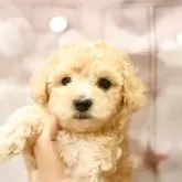 タイニープードル