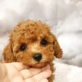 タイニープードル
