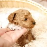 タイニープードル【福井県・女の子・2025年10月26日・アプリコット】の写真4「お鼻もキュート💜」