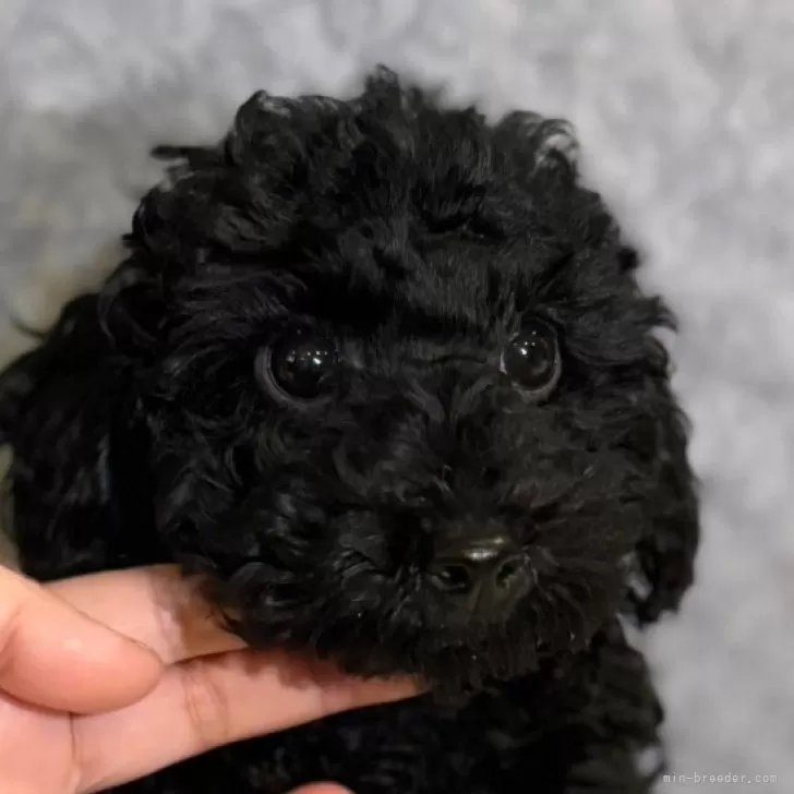 ID:2402-03932の子犬