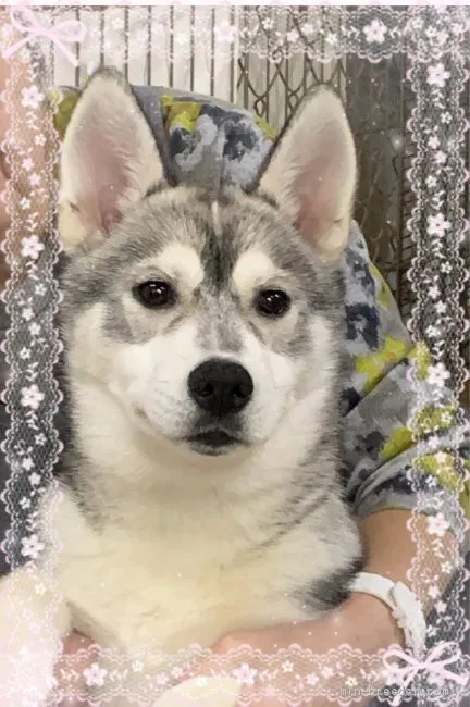 ID：2004-03501の子犬