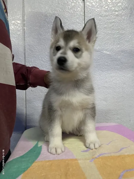 ID：2104-03216の子犬