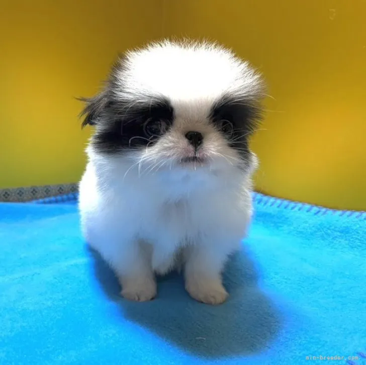 ID:2303-00019の子犬