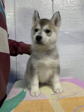 シベリアンハスキー【千葉県・男の子・2021年3月10日・シルバー】の写真「父犬JKCチャンピオン母犬両親インターチャンピオン」