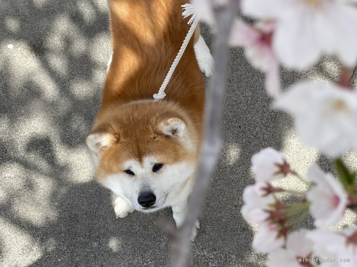 田村　純菜(たむら　じゅんな)ブリーダー(高知県・秋田犬・秋田犬保存会登録)の紹介写真1