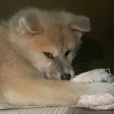 秋田犬【高知県・男の子・2023年10月25日・赤毛】の写真1