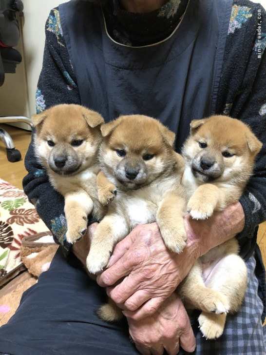 小堀川　和子(こぼりかわ　かずこ)ブリーダー(茨城県・柴犬など・日本犬保存会登録)の紹介写真1