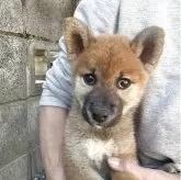 柴犬(標準サイズ)