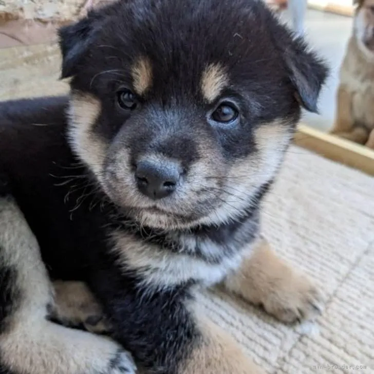 ID:2212-04078の子犬