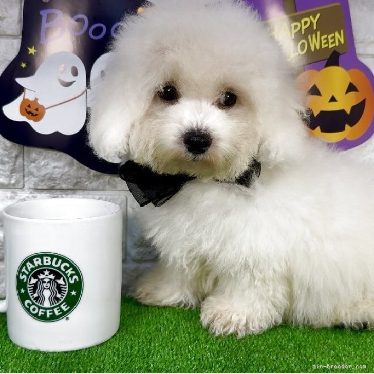 ブリーダー画像