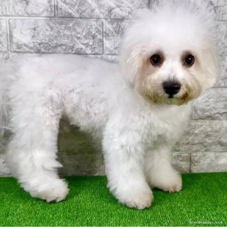 ビションフリーゼ【埼玉県・男の子・2024年11月27日・ホワイト】の写真1「マズル・手足短く、毛量もバッチリです♡目がとても大きいです。」