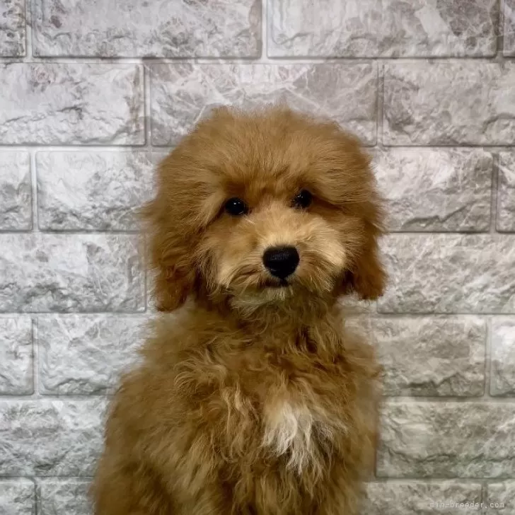 ID：2409-05868の子犬
