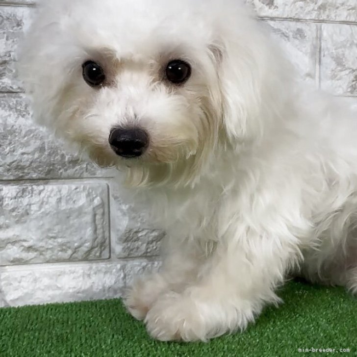 ブリーダー画像