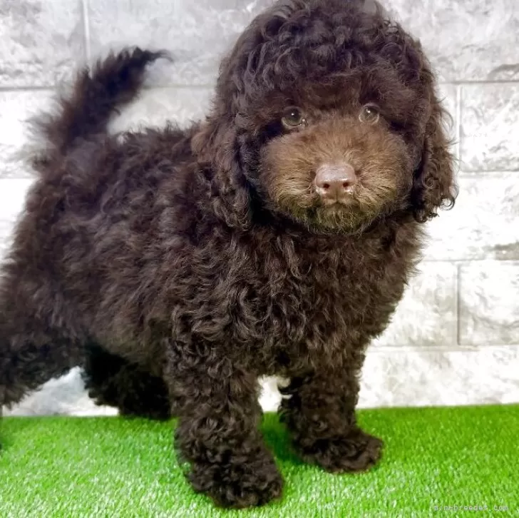 ID:2506-05362の子犬
