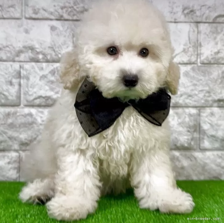 M.H 様のお迎えした子犬