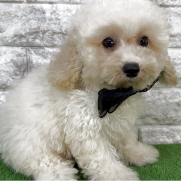 ビションプー(ビションフリーゼ×トイプードル)【埼玉県・男の子・2025年8月30日・クリーム】の写真「⭐︎フワモコ⭐︎ビショプーの男の子⭐︎」