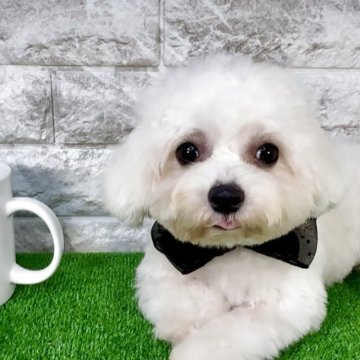 ビションフリーゼ【埼玉県・男の子・2025年4月1日・ホワイト】の写真「♡超フワモコ♡クリクリお目目のミニミニビション♡」