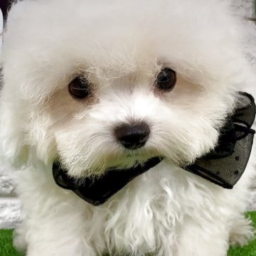 ビションフリーゼ【埼玉県・男の子・2025年7月25日・ホワイト】の写真「♡超フワモコ♡クリクリお目目のマイクロビション♡」