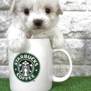 ビションフリーゼ【埼玉県・女の子・2025年10月14日・ホワイト】の写真「♡フワモコ♡クリクリお目目のビションフリーゼ♡」