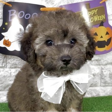 ビションプー(ビションフリーゼ×トイプードル)【埼玉県・男の子・2025年8月30日・パーティー】の写真「⭐︎パーティー・フワモコなビショプーの男の子⭐︎」