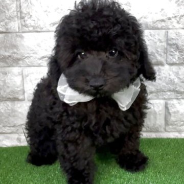 タイニープードル【埼玉県・男の子・2025年8月24日・ブラック】の写真「♡フワモコ♡ブラックの男の子♡」