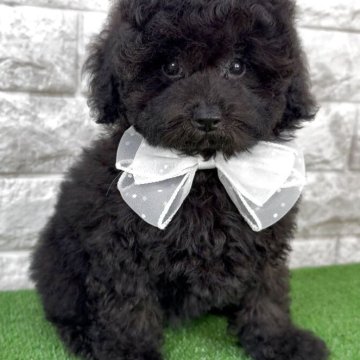 トイプードル(タイニー)【埼玉県・女の子・2025年8月24日・ブラック】の写真「♡フワモコ♡ブラックの女の子♡」