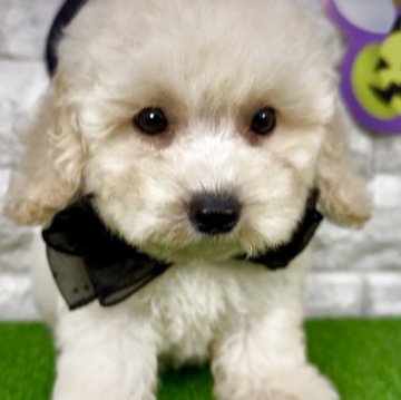 ビションプー(ビションフリーゼ×トイプードル)【埼玉県・男の子・2025年8月30日・クリーム】の写真「⭐︎フワモコ⭐︎ビショプーの男の子⭐︎」