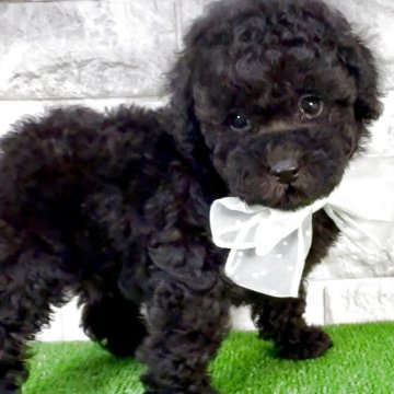 タイニープードル【埼玉県・女の子・2025年8月24日・ブラック】の写真「♡フワモコ♡ブラックの女の子♡」