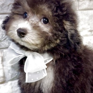 トイプードル(タイニー)【埼玉県・女の子・2025年8月24日・グレー(シルバー)】の写真「⭐︎お目目クリクリの綺麗なシルバー女の子♡」