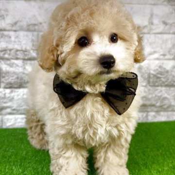 ビションプー(ビションフリーゼ×トイプードル)【埼玉県・女の子・2025年8月31日・クリーム】の写真「♡毛量バッチリ♡ぬいぐるみみたいなビショプー♡」