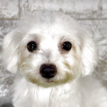 ビションフリーゼ【埼玉県・女の子・2025年5月26日・ホワイト】の写真「♡フワモコ♡クリクリお目目のビションフリーゼ♡」