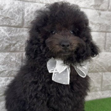 ビションプー(ビションフリーゼ×トイプードル)【埼玉県・男の子・2025年9月7日・ブラック】の写真「♡ブラックカラーのフワモコ・ドワーフ系の男の子♡」