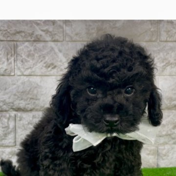 トイプードル(タイニー)【埼玉県・女の子・2024年12月24日・ブラック】の写真「タイニープードル全国1位取得記念キャンペーン中⭐︎」