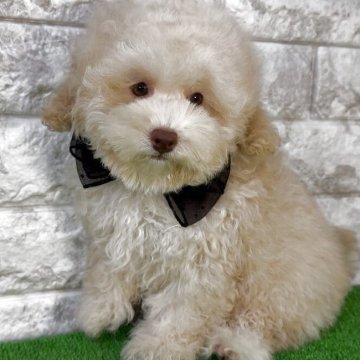 トイプードル(タイニー)【埼玉県・男の子・2025年9月1日・シャンパン】の写真「超レアカラーのシャンパンカラーの男の子⭐︎」