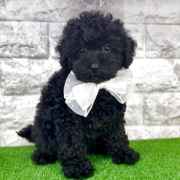 タイニープードル【埼玉県・男の子・2025年4月1日・ブラック】の写真「タイニープードル全国1位取得記念キャンペーン中⭐︎」