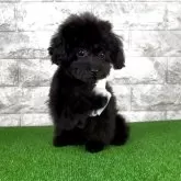 ティーカッププードル