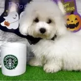 ビションフリーゼ【埼玉県・男の子・2025年7月25日・ホワイト】の写真1「両親共に外産血統なので、顔立ち・体高は国産ビションとは別物です！」