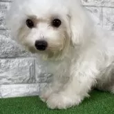 ビションフリーゼ