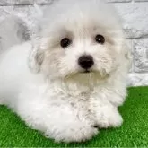 ビションフリーゼ