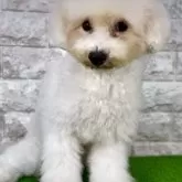 ビションフリーゼ