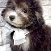 トイプードル(タイニー)