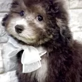 タイニープードル