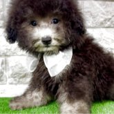 トイプードル(タイニー)