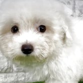 ビションフリーゼ