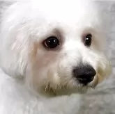 ビションフリーゼ【埼玉県・男の子・2024年11月27日・ホワイト】の写真4「外産血統ですが両親共に遺伝子検査クリアになり、この子も遺伝子検査はクリアになります。」