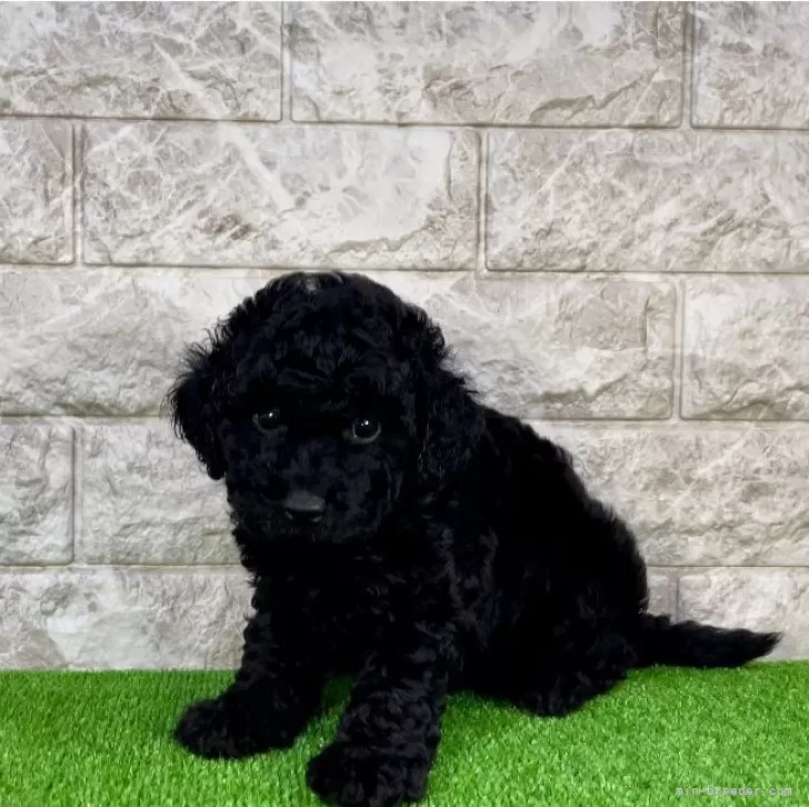 ID:2409-07828の子犬