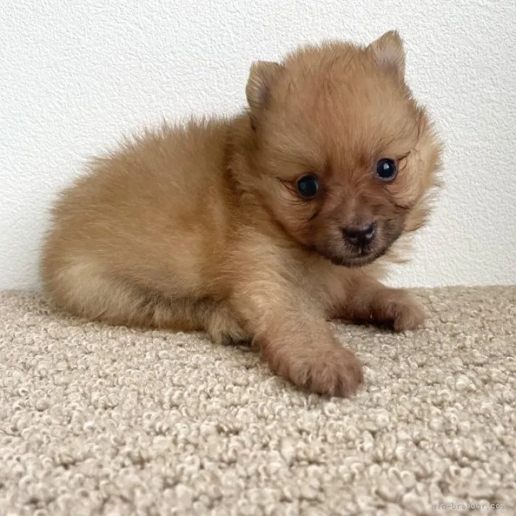 ID：2308-04734の子犬