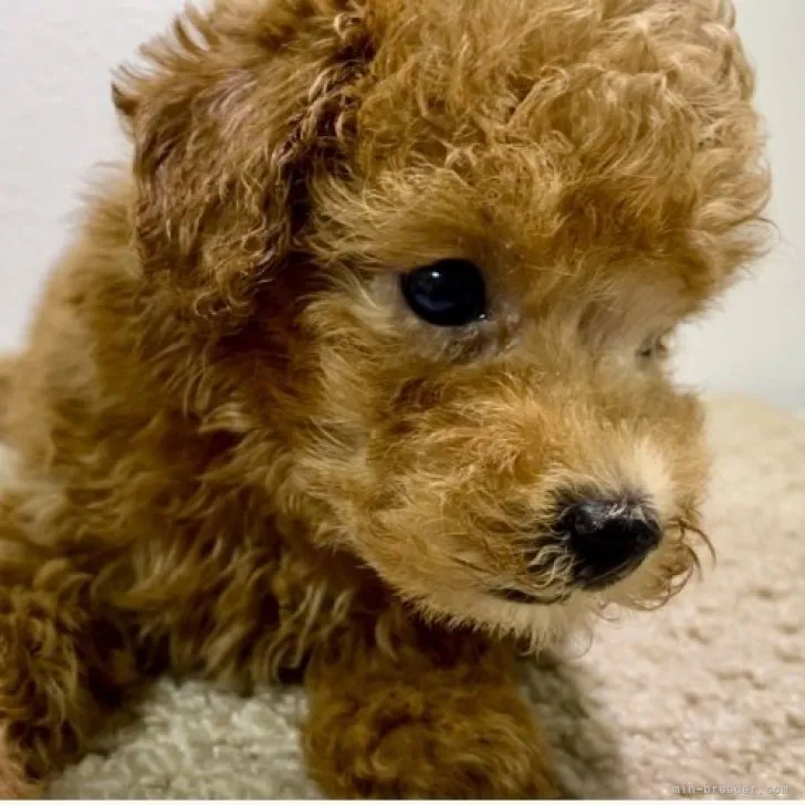 ID：2309-05165の子犬