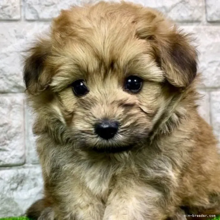 ID:2310-01701の子犬